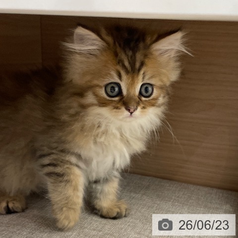 ペルシャの写真
