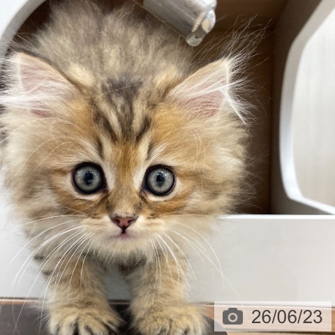ペルシャの写真