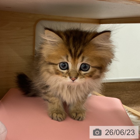 ペルシャの写真