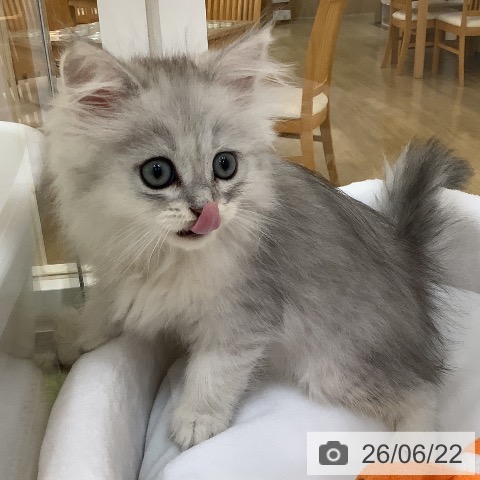 ペルシャの写真