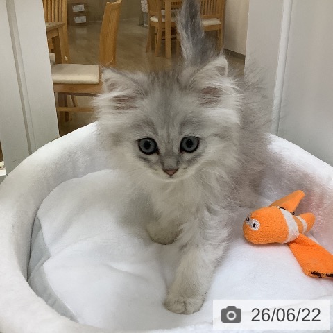 ペルシャの写真