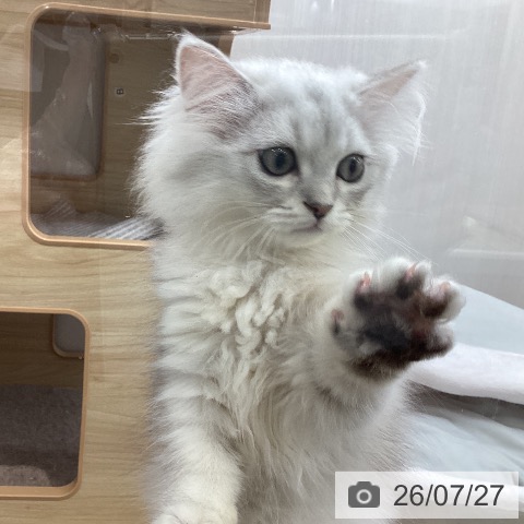 ペルシャの写真