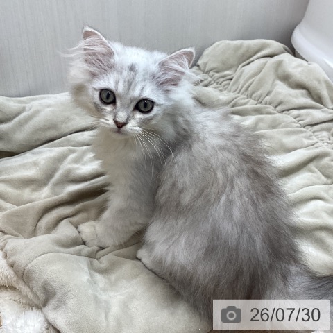 ペルシャの写真