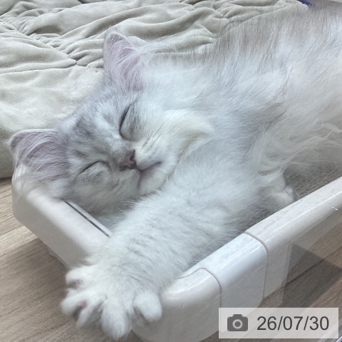 宮城県のペルシャ (ペットプラス 仙台上杉店/2026年4月22日生まれ/男の子/チンチラシルバー)の子猫の3枚目の画像