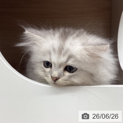 ペルシャの写真