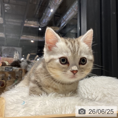 埼玉県のマンチカン (ペットプラス コクーンシティ店/2026年4月20日生まれ/男の子/シルバータビー)の子猫の4枚目の画像