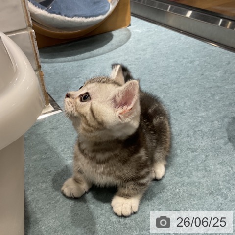 埼玉県のマンチカン (ペットプラス コクーンシティ店/2026年4月20日生まれ/男の子/シルバータビー)の子猫の3枚目の画像