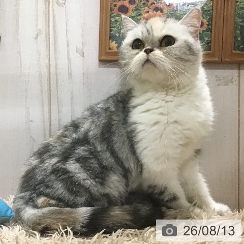エキゾチックの写真