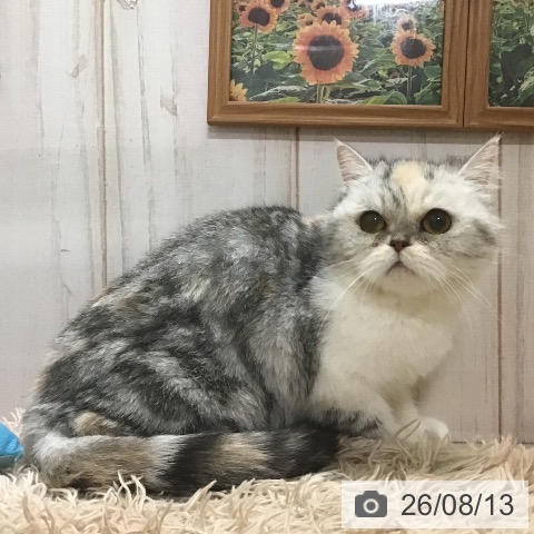 エキゾチックの写真