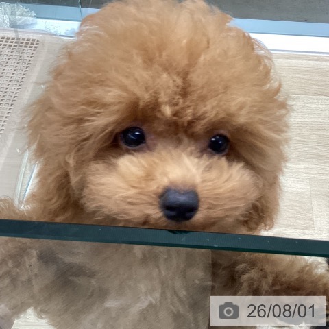 千葉県のトイプードル(トイ) (ペットプラス 船橋店/2026年4月22日生まれ/男の子/レッド)の子犬の4枚目の画像