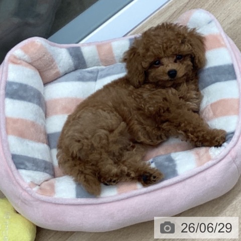 千葉県のトイプードル(トイ) (ペットプラス 船橋店/2026年4月22日生まれ/男の子/レッド)の子犬の3枚目の画像