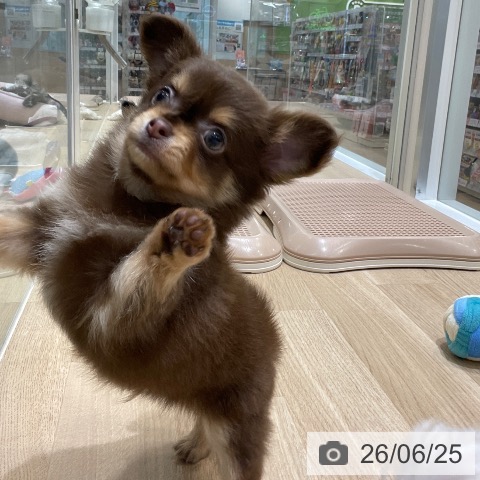 長野県のチワワ(ロング) (ペットプラス 須坂店/2026年4月23日生まれ/男の子/チョコレートタンホワイト)の子犬の4枚目の画像