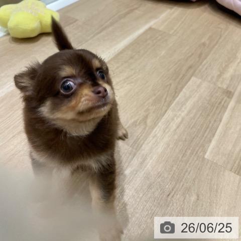 長野県のチワワ(ロング) (ペットプラス 須坂店/2026年4月23日生まれ/男の子/チョコレートタンホワイト)の子犬の3枚目の画像