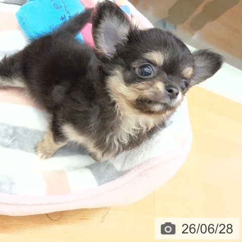 千葉県のチワワ(ロング) (ペットプラス 成田店/2026年4月23日生まれ/女の子/ブラックタンホワイト)の子犬の3枚目の画像
