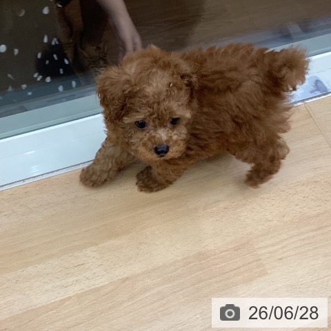 千葉県のトイプードル(トイ) (ペットプラス 成田店/2026年4月24日生まれ/男の子/レッド)の子犬の4枚目の画像