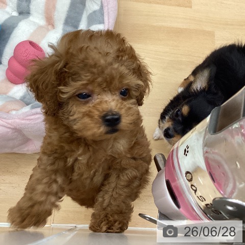 千葉県のトイプードル(トイ) (ペットプラス 成田店/2026年4月24日生まれ/男の子/レッド)の子犬の3枚目の画像