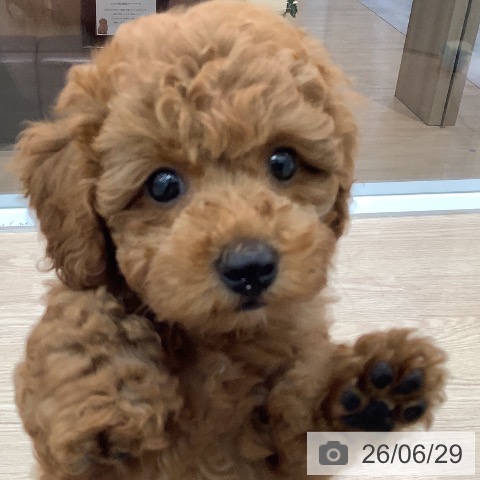 埼玉県のトイプードル(トイ) (ペットプラス 川口店/2026年4月24日生まれ/男の子/レッド)の子犬の3枚目の画像