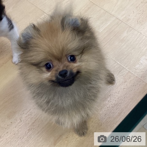 ポメラニアンの写真