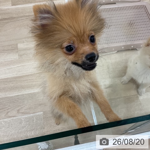 ポメラニアンの写真