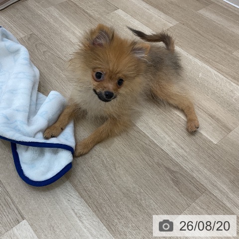 ポメラニアンの写真