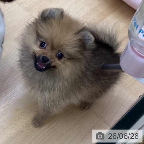 ポメラニアンの写真