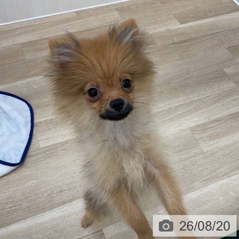 ポメラニアンの写真