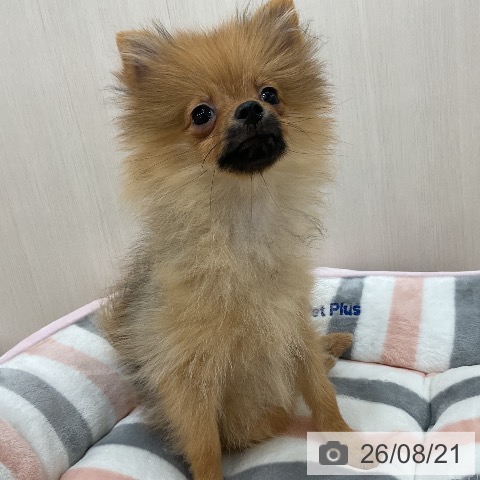 ポメラニアンの写真