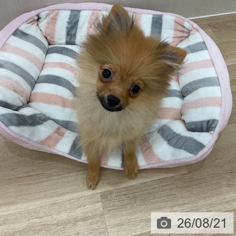 群馬県のポメラニアン (ペットプラス 前橋店/2026年4月25日生まれ/女の子/オレンジ)の子犬の4枚目の画像