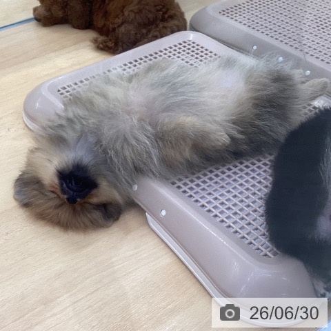 埼玉県のポメラニアン (ペットプラス 羽生店/2026年4月25日生まれ/女の子/オレンジ)の子犬の3枚目の画像