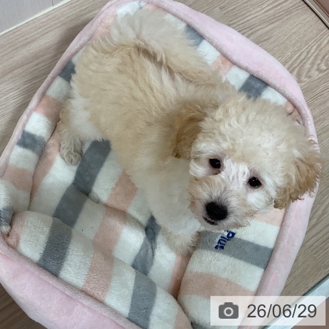 千葉県のトイプードル(トイ) (ペットプラス 柏店/2026年4月25日生まれ/男の子/クリーム)の子犬の4枚目の画像