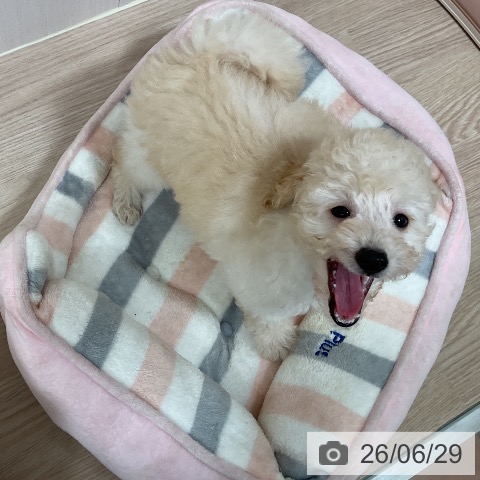 千葉県のトイプードル(トイ) (ペットプラス 柏店/2026年4月25日生まれ/男の子/クリーム)の子犬の3枚目の画像