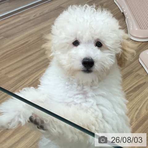 茨城県のトイプードル(トイ) (ペッツワン 阿見店/2026年4月25日生まれ/男の子/クリーム)の子犬の3枚目の画像