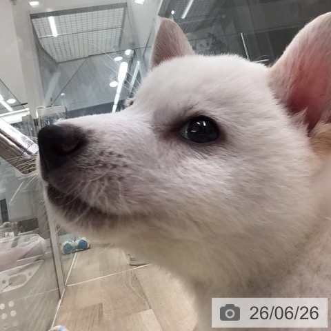 柴の写真