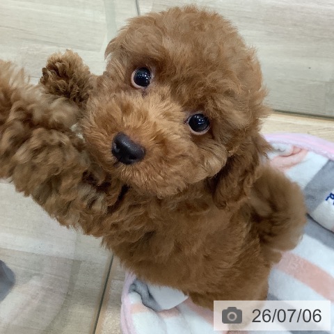 東京都のトイプードル(トイ) (ペットプラス 日の出店/2026年4月26日生まれ/男の子/レッド)の子犬の4枚目の画像
