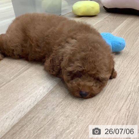 東京都のトイプードル(トイ) (ペットプラス 日の出店/2026年4月26日生まれ/男の子/レッド)の子犬の3枚目の画像