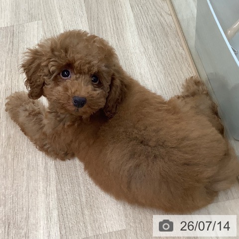 東京都のトイプードル(トイ) (ペットプラス 日の出店/2026年4月26日生まれ/男の子/レッド)の子犬の3枚目の画像