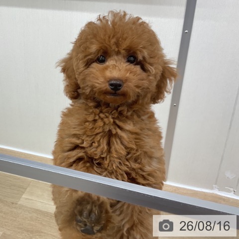 神奈川県のトイプードル(トイ) (ペットプラス アミーゴ藤沢店/2026年4月26日生まれ/男の子/レッド)の子犬の3枚目の画像