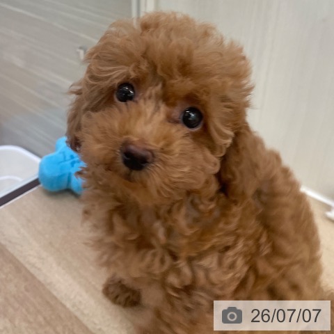 東京都のトイプードル(トイ) (ペットプラス 東久留米店/2026年4月26日生まれ/男の子/レッド)の子犬の4枚目の画像