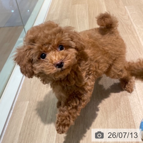 東京都のトイプードル(トイ) (ペットプラス 東久留米店/2026年4月26日生まれ/男の子/レッド)の子犬の4枚目の画像