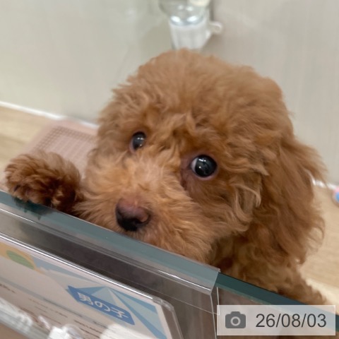 東京都のトイプードル(トイ) (ペットプラス 東久留米店/2026年4月26日生まれ/男の子/レッド)の子犬の4枚目の画像