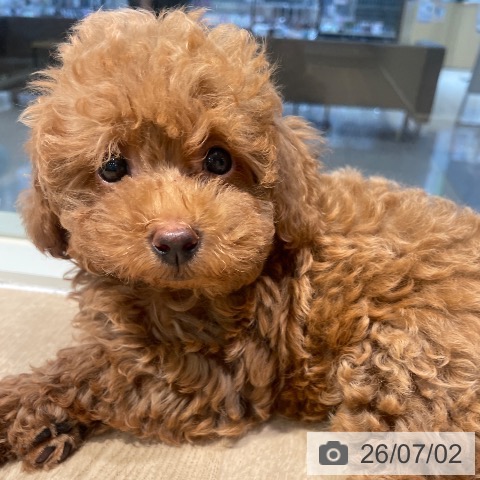 東京都のトイプードル(トイ) (ペットプラス 東久留米店/2026年4月26日生まれ/男の子/レッド)の子犬の3枚目の画像