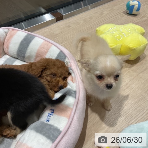 埼玉県のチワワ(ロング) (ペットプラス コクーンシティ店/2026年4月26日生まれ/男の子/クリームホワイト)の子犬の3枚目の画像