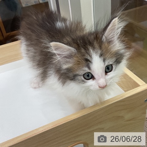 千葉県のノルウェージャンフォレストキャット (ペットプラス 成田店/2026年4月26日生まれ/男の子/ブラウンマッカレルタビーホワイト)の子猫の4枚目の画像