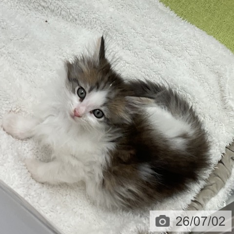 千葉県のノルウェージャンフォレストキャット (ペットプラス 成田店/2026年4月26日生まれ/男の子/ブラウンマッカレルタビーホワイト)の子猫の4枚目の画像