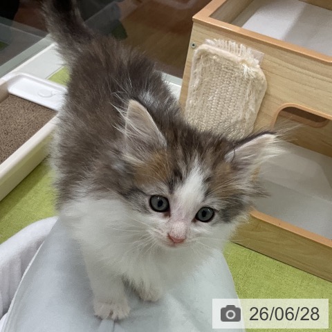 千葉県のノルウェージャンフォレストキャット (ペットプラス 成田店/2026年4月26日生まれ/男の子/ブラウンマッカレルタビーホワイト)の子猫の3枚目の画像