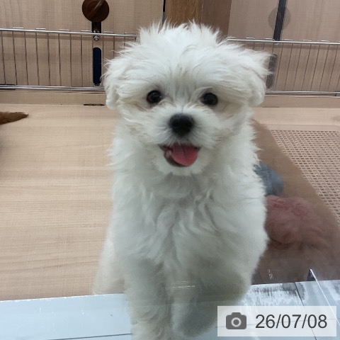 埼玉県のマルチーズ (ペッツワン 浦和美園店/2026年4月26日生まれ/男の子/ホワイト)の子犬の4枚目の画像
