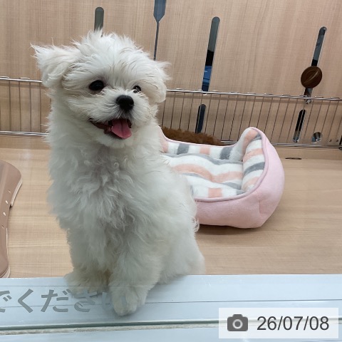 埼玉県のマルチーズ (ペッツワン 浦和美園店/2026年4月26日生まれ/男の子/ホワイト)の子犬の3枚目の画像