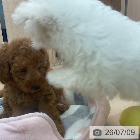 埼玉県のマルチーズ (ペッツワン 浦和美園店/2026年4月26日生まれ/男の子/ホワイト)の子犬の4枚目の画像