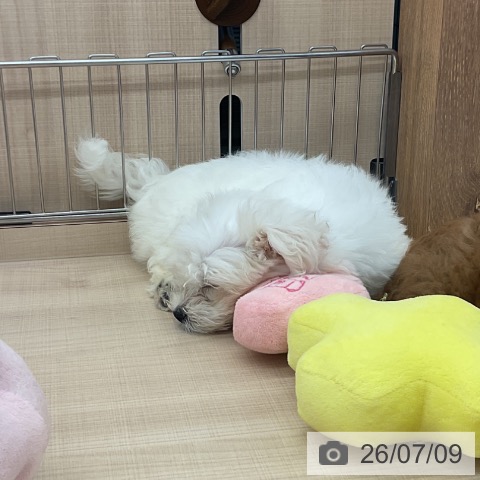 埼玉県のマルチーズ (ペッツワン 浦和美園店/2026年4月26日生まれ/男の子/ホワイト)の子犬の3枚目の画像