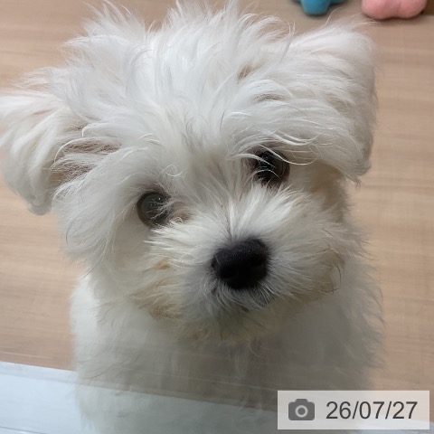 埼玉県のマルチーズ (ペッツワン 浦和美園店/2026年4月26日生まれ/男の子/ホワイト)の子犬の3枚目の画像